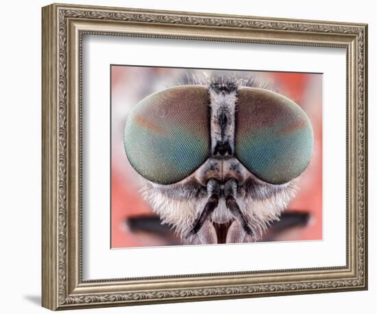 Fly Macro Insect Nature Animal Eye Bug close Small Wildlife Head Portrait Color Sharp-MURGVI-Framed Photographic Print