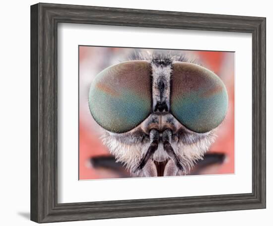 Fly Macro Insect Nature Animal Eye Bug close Small Wildlife Head Portrait Color Sharp-MURGVI-Framed Photographic Print