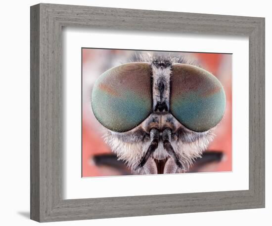 Fly Macro Insect Nature Animal Eye Bug close Small Wildlife Head Portrait Color Sharp-MURGVI-Framed Photographic Print