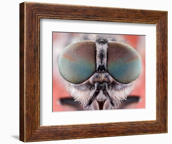 Fly Macro Insect Nature Animal Eye Bug close Small Wildlife Head Portrait Color Sharp-MURGVI-Framed Photographic Print