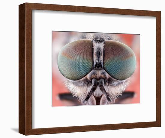 Fly Macro Insect Nature Animal Eye Bug close Small Wildlife Head Portrait Color Sharp-MURGVI-Framed Photographic Print