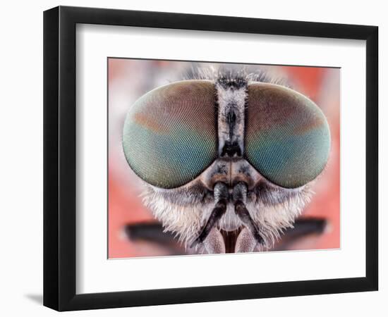 Fly Macro Insect Nature Animal Eye Bug close Small Wildlife Head Portrait Color Sharp-MURGVI-Framed Photographic Print