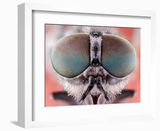 Fly Macro Insect Nature Animal Eye Bug close Small Wildlife Head Portrait Color Sharp-MURGVI-Framed Photographic Print