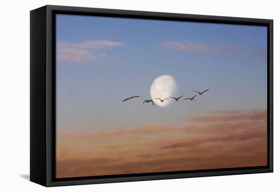 Fly Me to the Moon-Adrian Campfield-Framed Premier Image Canvas