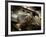 Fly Me-Stephen Arens-Framed Photographic Print