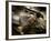 Fly Me-Stephen Arens-Framed Photographic Print