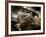 Fly Me-Stephen Arens-Framed Photographic Print