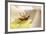 Fly (Mycophaga Testacea) Laying Eggs-Alex Hyde-Framed Photographic Print