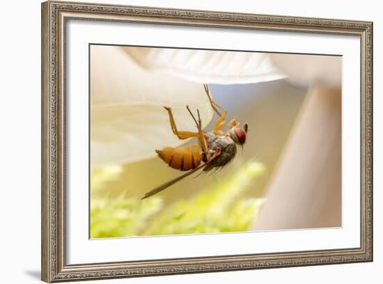 Fly (Mycophaga Testacea) Laying Eggs-Alex Hyde-Framed Photographic Print