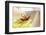 Fly (Mycophaga Testacea) Laying Eggs-Alex Hyde-Framed Photographic Print