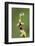 Fly orchid in flower with resting fly, Lorraine, France-Michel Poinsignon-Framed Photographic Print