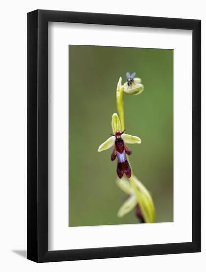 Fly orchid in flower with resting fly, Lorraine, France-Michel Poinsignon-Framed Photographic Print