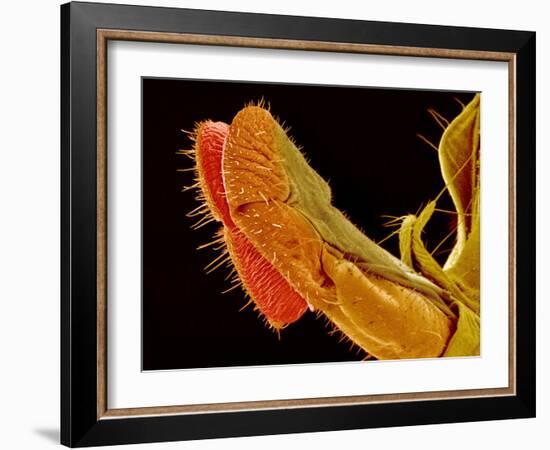 Fly Proboscis, SEM-Susumu Nishinaga-Framed Photographic Print