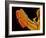 Fly Proboscis, SEM-Susumu Nishinaga-Framed Photographic Print