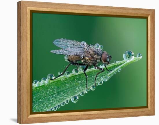 Fly resting on leaf, at dawn covered in heavy dew, UK-Andy Sands-Framed Premier Image Canvas