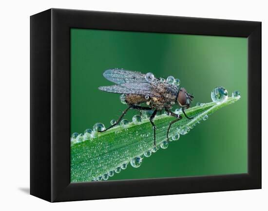 Fly resting on leaf, at dawn covered in heavy dew, UK-Andy Sands-Framed Premier Image Canvas
