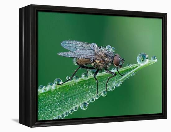 Fly resting on leaf, at dawn covered in heavy dew, UK-Andy Sands-Framed Premier Image Canvas