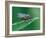 Fly resting on leaf, at dawn covered in heavy dew, UK-Andy Sands-Framed Photographic Print