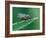 Fly resting on leaf, at dawn covered in heavy dew, UK-Andy Sands-Framed Photographic Print