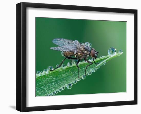Fly resting on leaf, at dawn covered in heavy dew, UK-Andy Sands-Framed Photographic Print