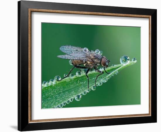 Fly resting on leaf, at dawn covered in heavy dew, UK-Andy Sands-Framed Photographic Print