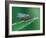 Fly resting on leaf, at dawn covered in heavy dew, UK-Andy Sands-Framed Photographic Print