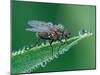 Fly resting on leaf, at dawn covered in heavy dew, UK-Andy Sands-Mounted Photographic Print