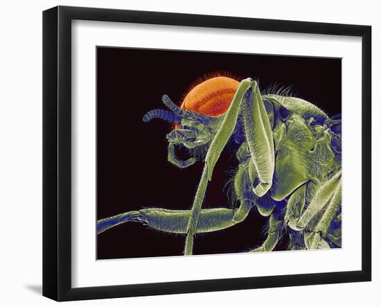 Fly, SEM-Susumu Nishinaga-Framed Photographic Print