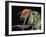 Fly, SEM-Susumu Nishinaga-Framed Photographic Print