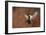 Fly-Barre Thierry-Framed Giclee Print