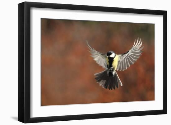 Fly-Barre Thierry-Framed Giclee Print