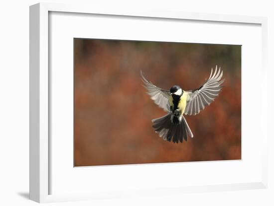 Fly-Barre Thierry-Framed Giclee Print