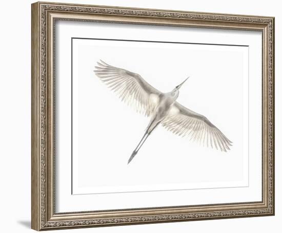 Fly-Keren Or-Framed Giclee Print