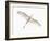 Fly-Keren Or-Framed Giclee Print