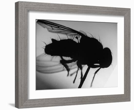 Fly-null-Framed Photographic Print