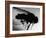 Fly-null-Framed Photographic Print