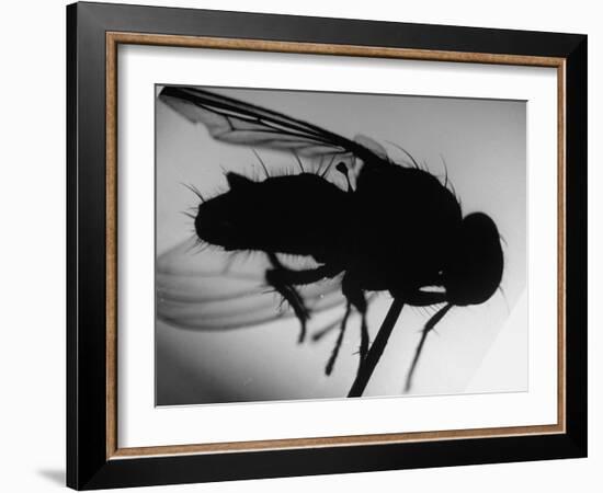 Fly-null-Framed Photographic Print