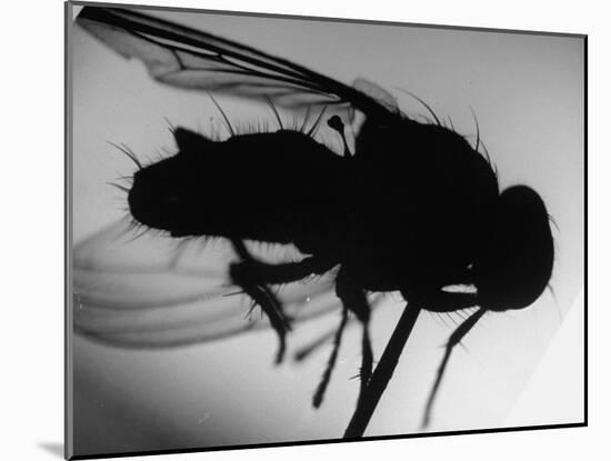 Fly-null-Mounted Photographic Print