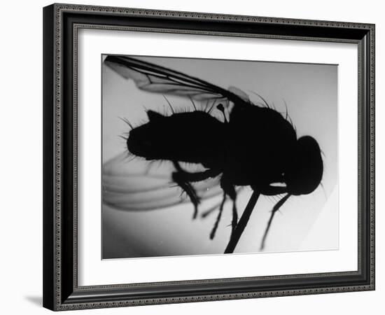 Fly-null-Framed Photographic Print