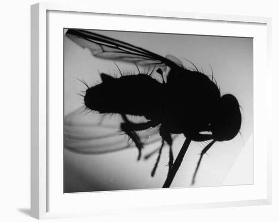 Fly-null-Framed Photographic Print