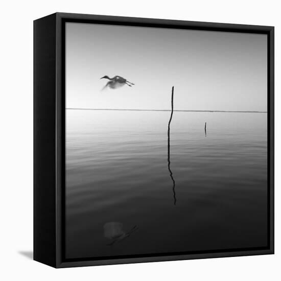 Fly-Moises Levy-Framed Premier Image Canvas