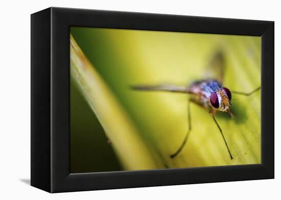 Fly-Pixie Pics-Framed Premier Image Canvas