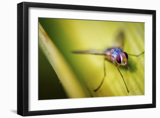 Fly-Pixie Pics-Framed Photographic Print