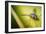 Fly-Pixie Pics-Framed Photographic Print