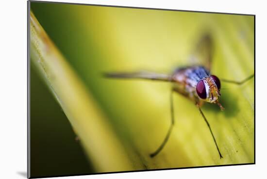 Fly-Pixie Pics-Mounted Photographic Print