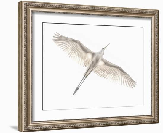 Fly-Keren Or-Framed Photographic Print