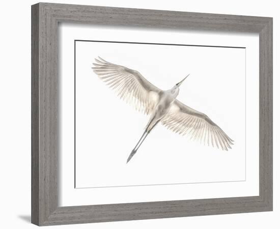 Fly-Keren Or-Framed Photographic Print