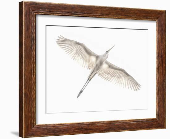 Fly-Keren Or-Framed Photographic Print