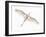 Fly-Keren Or-Framed Photographic Print