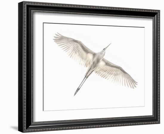 Fly-Keren Or-Framed Photographic Print